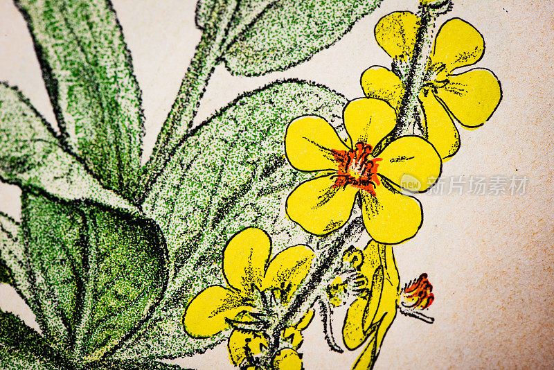 古植物学插图:大毛兰，Verbascum thapsus